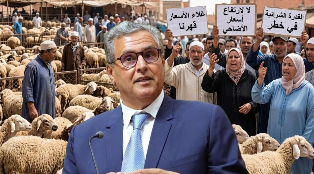 رغم مليارات دعم الماشية.. حكومة أخنوش تترك المغاربة في مواجهة جشع “الشناقة” ولهيب أسعار الأضاحي
