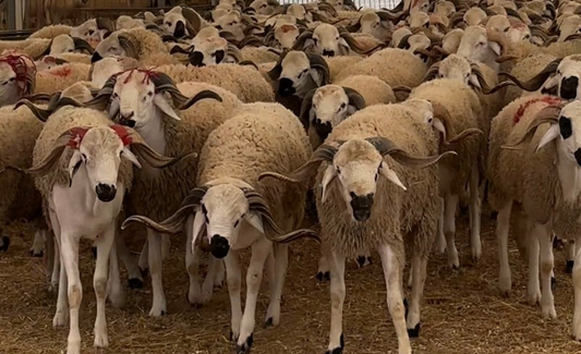 أسعار أضاحي العيد في أسواق المغرب